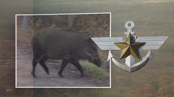 군, DMZ 헬기 방역…최전방에 “멧돼지 사살“ 명령도