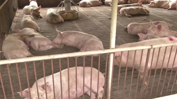 연천 일부 지역도 “모든 돼지 없애라“…양돈농가 반발