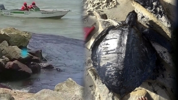 1500㎞ 브라질 해변에 기름 찌꺼기…'검은 거북이' 신음