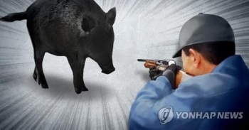 “멧돼지 북한강 남하 막아라“…수도권에 수렵장 첫 운영