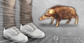 청주 도심에 멧돼지떼 출몰, 실탄 쏴 1마리 사살…경찰관 부상