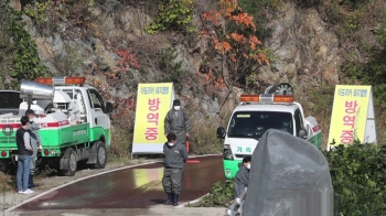 연천 민통선 밖 멧돼지 사체서 또…방역당국 긴장