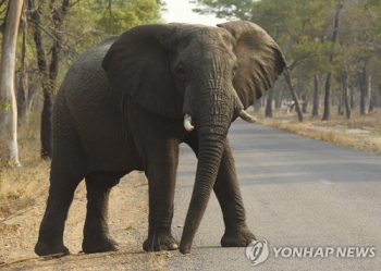 짐바브웨서 가뭄으로 2달 새 코끼리 55마리 집단 아사