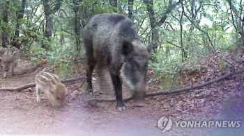 간밤 '멧돼지 신고' 서울 강동·송파서 잇따라