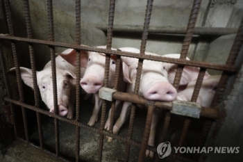 “돼지열병 탓 중국 농산물 수입 미국 기대치 충족 어려워“