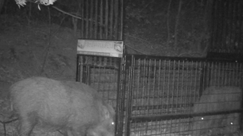 충북 옥천군청 인근 멧돼지 8마리 출몰…4마리 사살