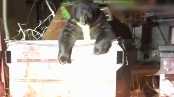 [해외 이모저모] 쓰레기통에 갇힌 곰…경찰 '전전긍긍' 구조