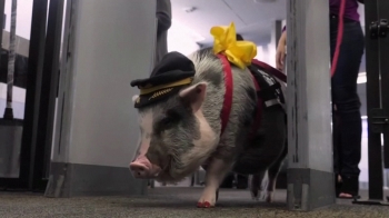 [해외 이모저모] 미 공항 누비는 '특별한 돼지'…왜?