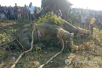 주민 5명 해친 인도 살인 코끼리 '오사마 빈 라덴' 포획