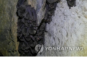 '신종코로나 숙주 우려' 박쥐·뱀 등 중국산 야생동물 반입 중단