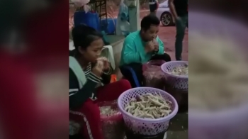 [해외 이모저모] 입으로 닭발 뼈 발라내는 태국 공장 '충격'