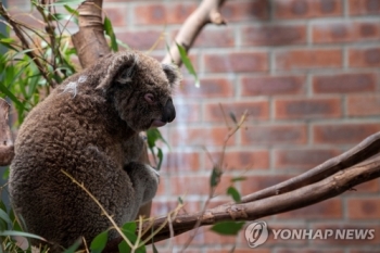 호주산불에 멸종위기 코알라, 이번엔 대규모 벌목에 학살