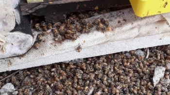 '1억마리 꿀벌' 떼죽음…“중국산 사료에 독성물질“ 공방