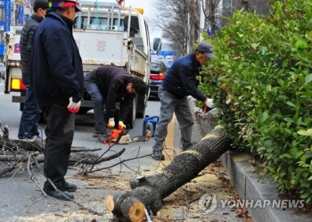 가로수 쓰러지고 간판 떨어지고…대전·충남 강풍피해 속출