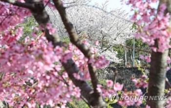 제주벚꽃 작년보다 하루 빨리 개화…“3월말 전후 절정“