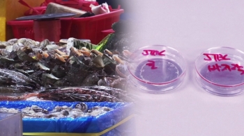 [탐사플러스]② 모든 해산물서 미세플라스틱…밥상에 오르다
