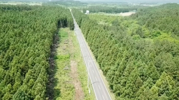 [밀착카메라] 잘려나간 삼나무…'보존과 개발' 사이 갈등