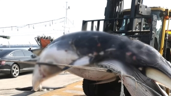 울산서 불법 포획 추정 고래 사체 발견…해경에 인양