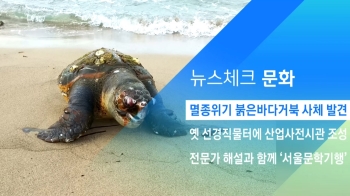 [뉴스체크｜문화] 멸종위기 붉은바다거북 사체 발견