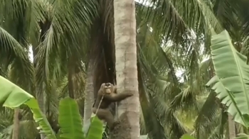 “줄에 묶여 강제로 코코넛 따기“…'노예 원숭이' 논란