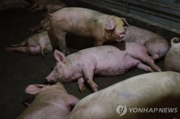 중국 폭우로 돼지 떠내려가…돼지열병 확산 우려