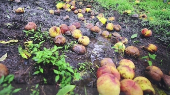 폭우에 채소·과일 피해 막심…치솟는 '장바구니 물가'