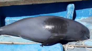 여수 해상서 '멸종위기' 토종 돌고래 상괭이 사체 발견