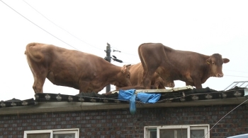 [뉴스브리핑] 폭우에 떠내려간 소들…“담양서 52마리 구조“