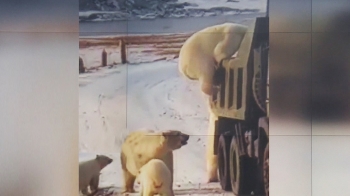 [뉴스브리핑] 얼마나 굶주렸으면…쓰레기차 뒤지는 북극곰 무리