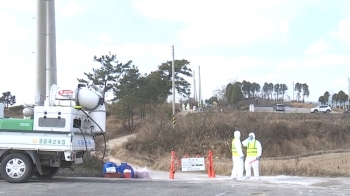 경기 화성 산란계 농장서도 AI…하루에만 3곳 확진