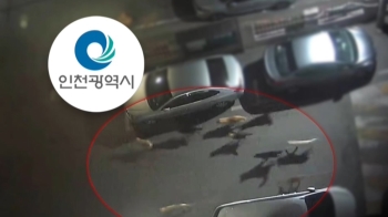 '들개 1마리 50만원 포상금' 인천시…일부 시민 반발