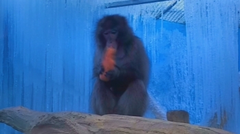 '우리도 여기 있어요'…코로나로 '폐허' 된 동물원