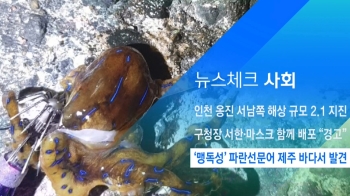 [뉴스체크｜사회] '맹독성' 파란선문어 제주서 발견