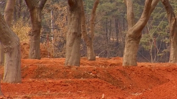 [밀착카메라] 보상금 열리는 나무?…공공택지, 농심 파괴 '묘목밭'