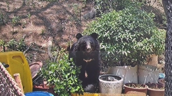 울산 농장에 나타난 '세 살 반달곰'…넌 어디서 왔니?