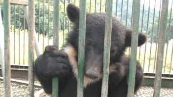 용인 농장서 반달곰 5마리 또 탈출…부실 관리 정황