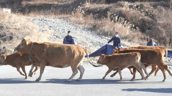 “드디어 잡혔소“…군사작전 방불케 한 '방목 소떼' 포획