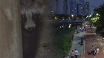 [밀착카메라] “너구리를 만나면 도망가라“…서울 도심 '너구리 습격사건'