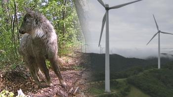 [밀착카메라] 풍력발전기 들어선 숲속…멸종위기종 '수색 작전'