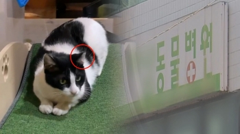 [트리거] '중성화' 고양이가 출산을…수상한 동물병원