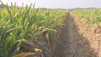 타들어 가는 곡창지대…40년 뒤면 쌀 절반이 그냥 사라진다
