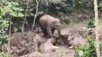 [영상] 진흙탕에 빠진 야생 코끼리 구출작전…대형 굴삭기 투입