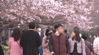 서울 벚꽃 개화, 역대 두 번째로 빨라…심상찮은 징후