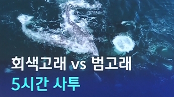 [D:이슈] 범고래 떼 달려들더니…바다 위 포착된 '사투'