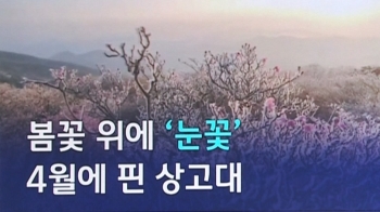 [D:이슈] 4월에 핀 '눈꽃'…봄과 겨울을 섞은 자연의 손길