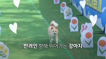 [영상구성] 오늘 주인공은 '나야 나'…반려동물 축제 '전지적 댕댕시점'