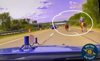 [영상] 고속도로에 뛰어든 소와 뒤쫓는 '현대판 카우보이'