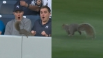 양키 스타디움 휩쓴 다람쥐…미국 야구의 '신 스틸러'