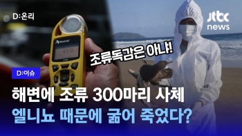 [D:이슈] 새들의 떼죽음…조류독감 아니라 기후변화 탓? 