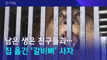 [D:이슈] 흙 밟으며 친구들과 편히…집 옮긴 '갈비뼈' 사자